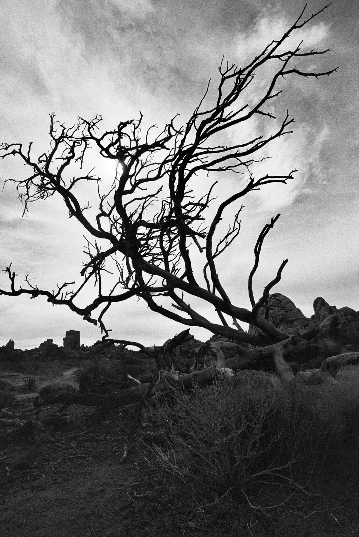 Ilford HP5 PLUS 400 Black & White Negative Film (35mm, 36 Exposures) - Victory Camera