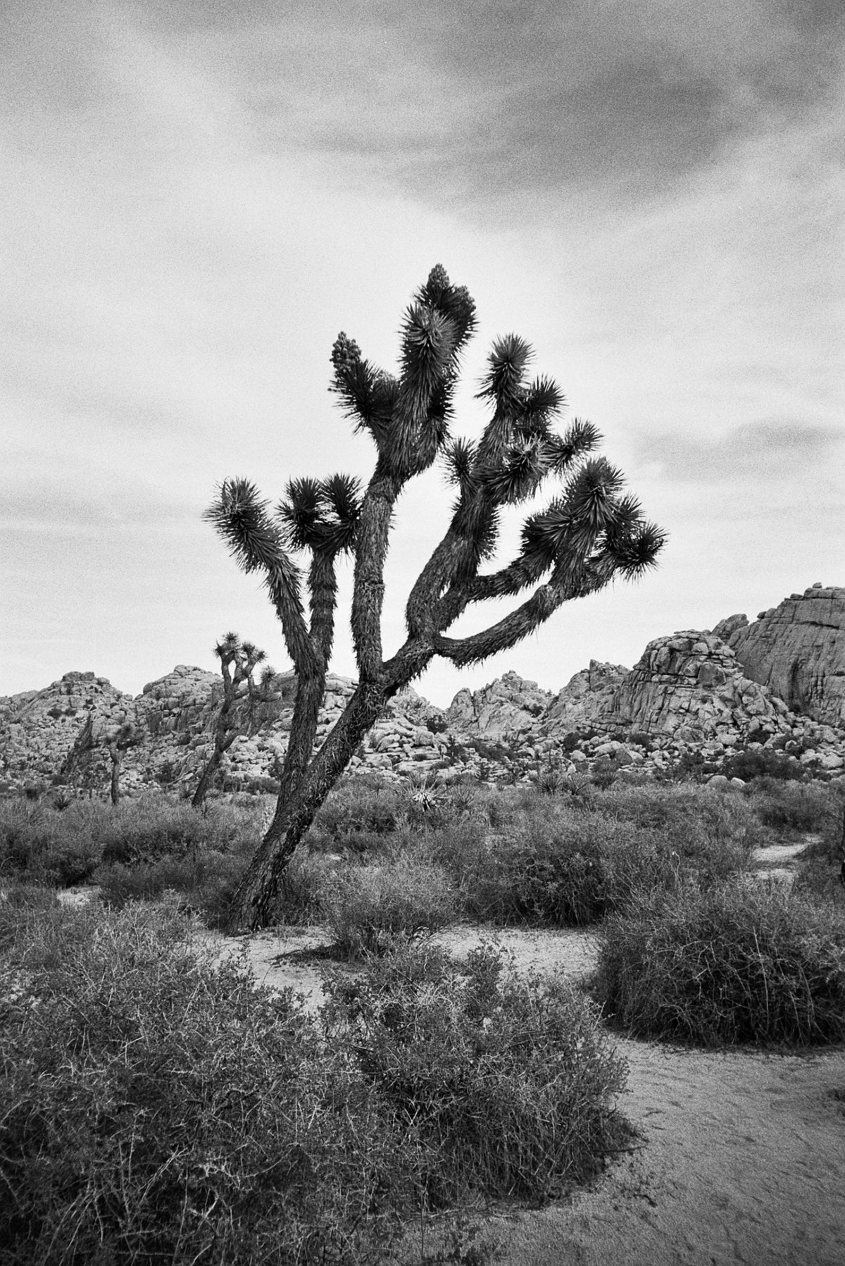 Ilford HP5 PLUS 400 Black & White Negative Film (35mm, 36 Exposures) - Victory Camera