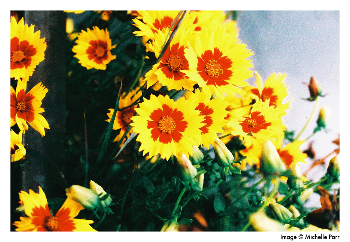 HARMAN technology Phoenix 125 Color Negative Film (35mm, 36 Exposures)