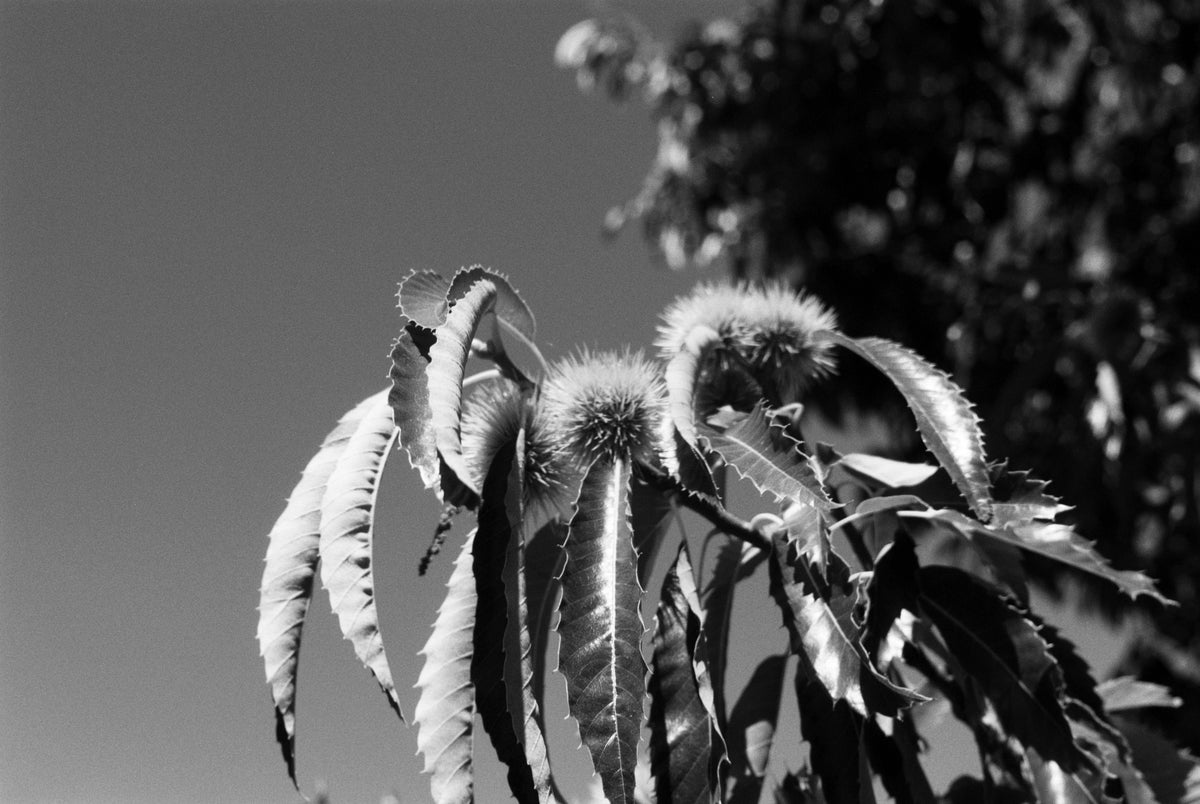 Ilford PAN F PLUS 50 Black & White Negative Film (35mm, 36 Exposures) - Victory Camera