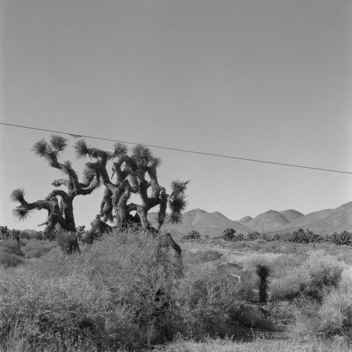 Ilford SFX 200 Black & White Negative Film (35mm, 36 Exposures) - Victory Camera