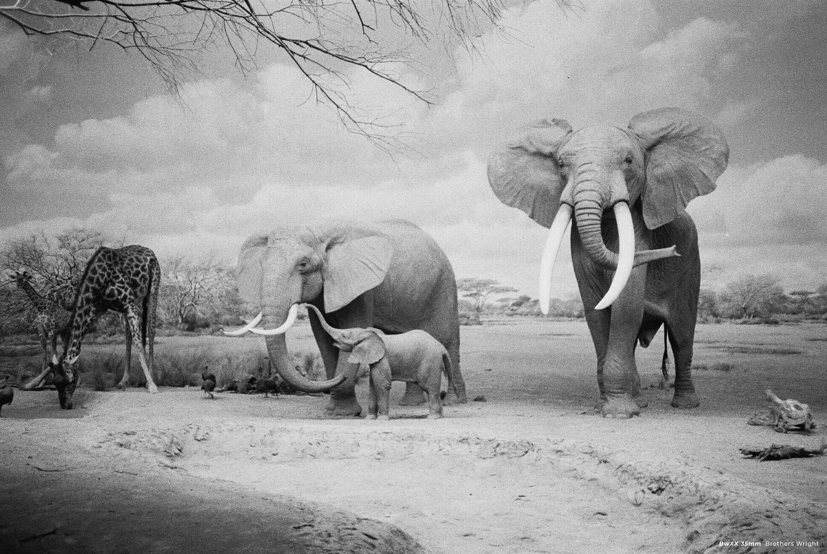 CineStill BW XX Black & White Negative Film (35mm, 36 Exposures) - Victory Camera