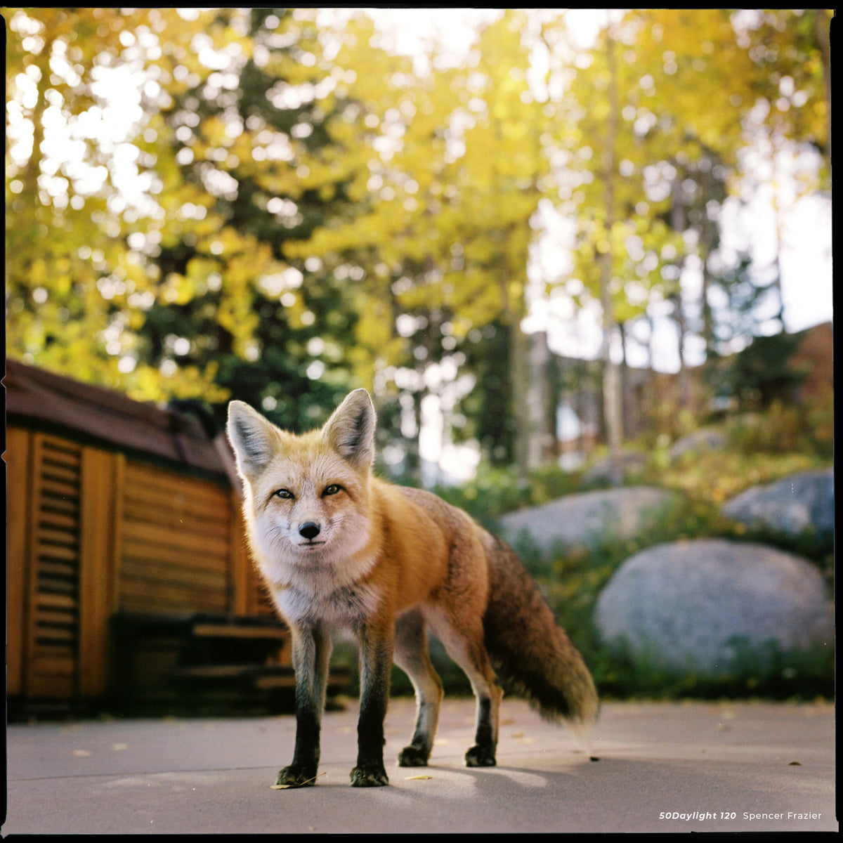 CineStill 50D Daylight Color Negative Film (120) - Victory Camera