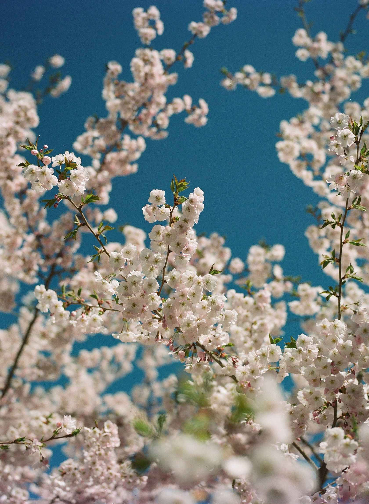 Kodak EKTACOLOR PRO 160 Color Negative Film (35mm, 36 Exposures)