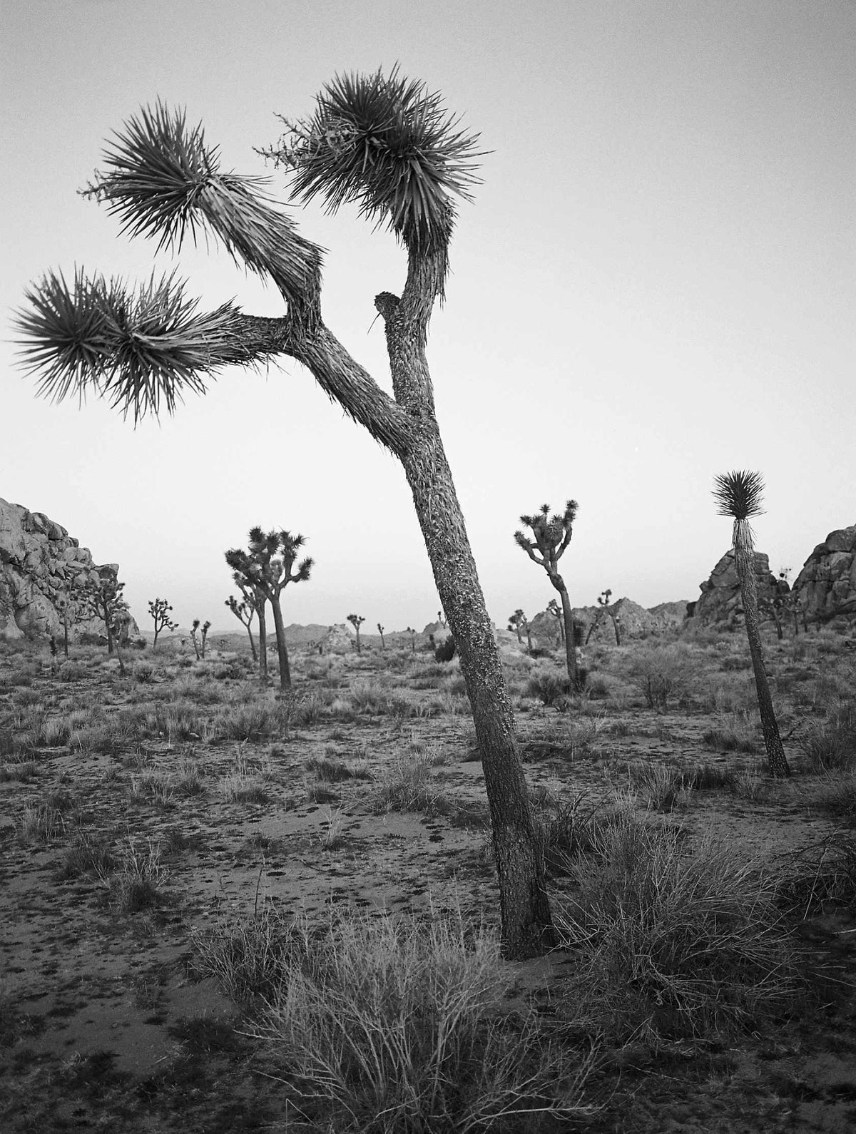 Kodak EKTAPAN 400 Black & White Negative Film (35mm, 36 Exposures)