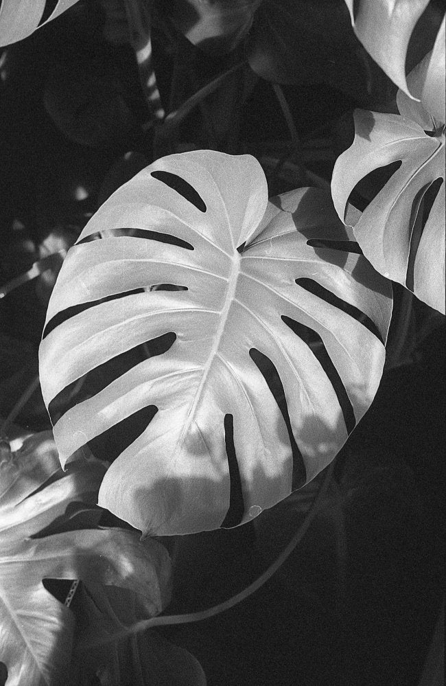 Flic Film Kodak Double-X Black & White Negative Film (35mm, 36 Exposures)